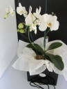 Phalaenopsis Orchid 